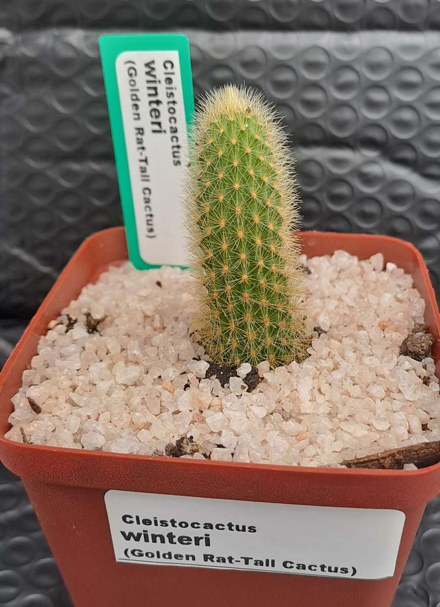 5cm rooted Cutting of Cleistocactus winteri (Golden Rat Tail Cactus)