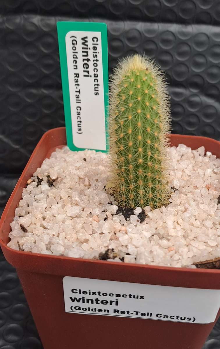 5cm rooted Cutting of Cleistocactus winteri (Golden Rat Tail Cactus)