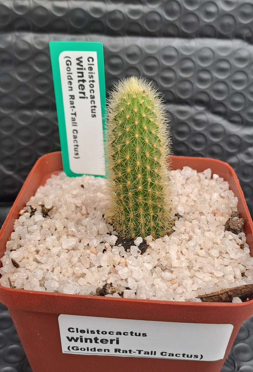5cm rooted Cutting of Cleistocactus winteri (Golden Rat Tail Cactus)