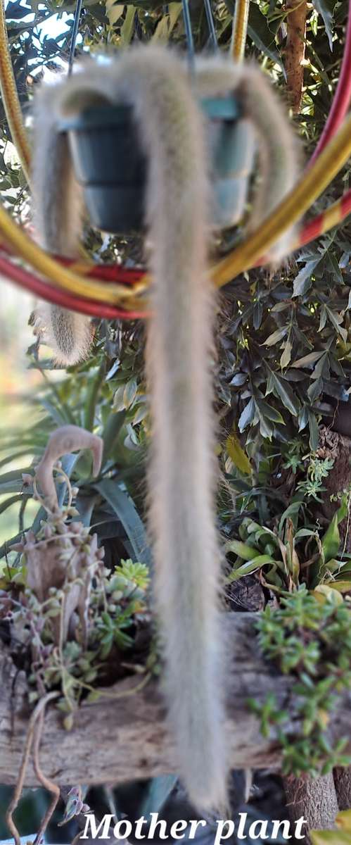 a 13,5cm rooted Cutting of Monkey's Tail Cactus (Cleistocactus colademononis)