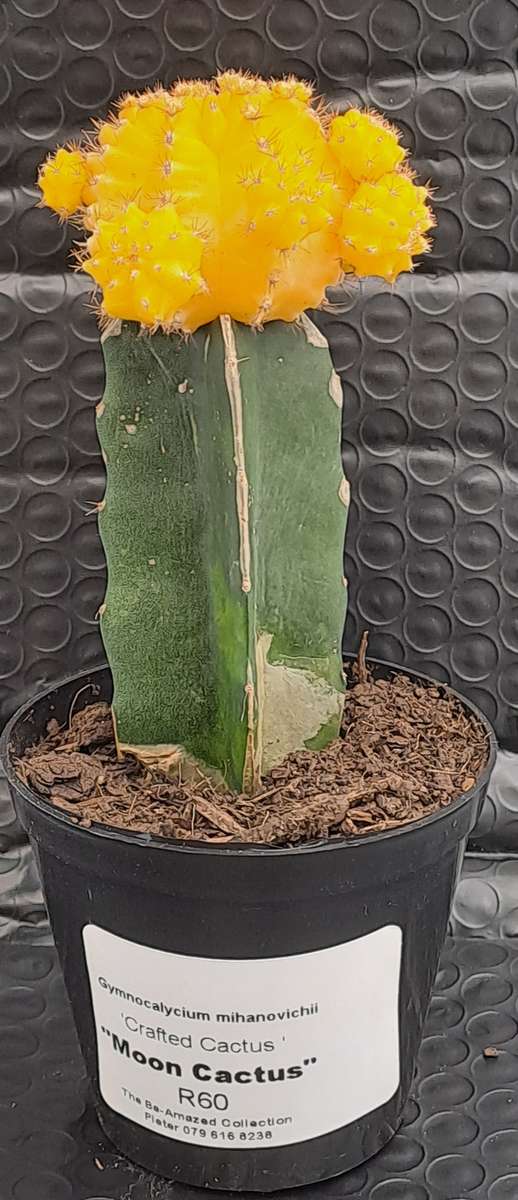 Crafted Gymnocalycium mihanovichii (Moon cactus or Ruby Ball Cactus ) (Life Plant)