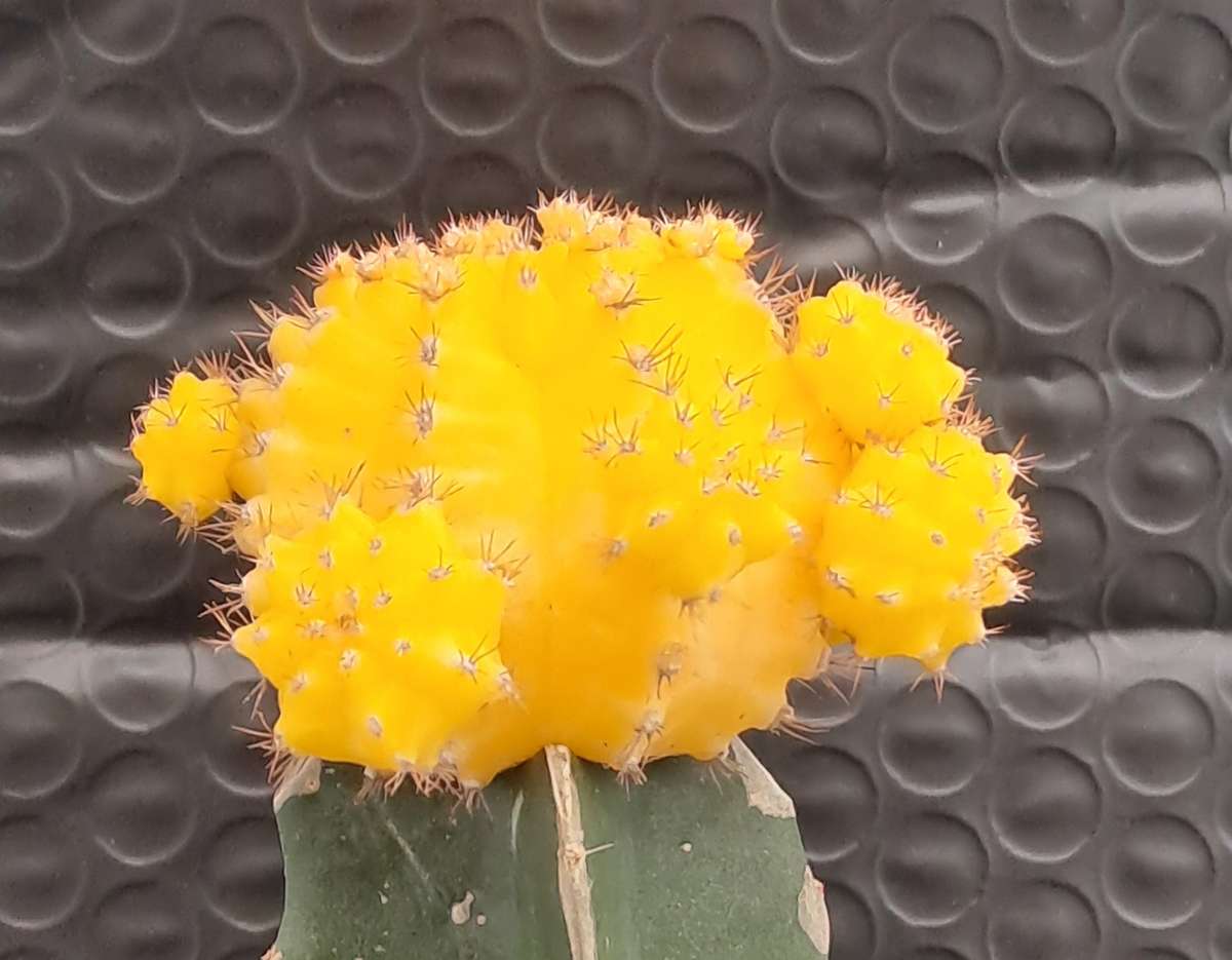 Crafted Gymnocalycium mihanovichii (Moon cactus or Ruby Ball Cactus ) (Life Plant)