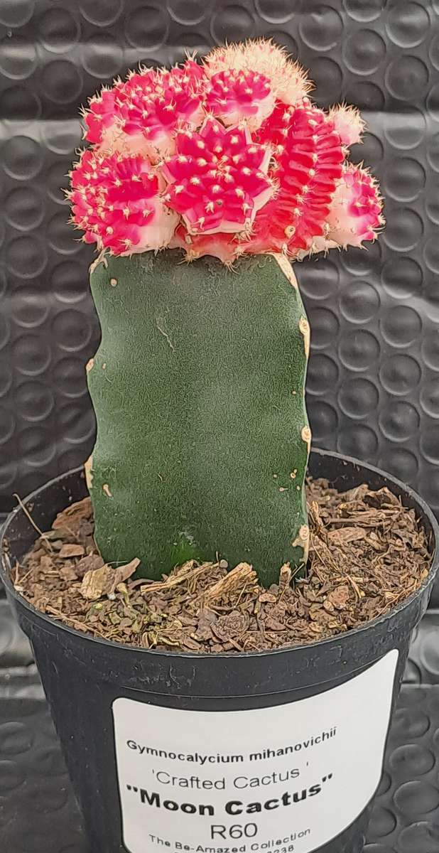 Crafted Gymnocalycium mihanovichii (Moon cactus or Ruby Ball Cactus ) (Life Plant)