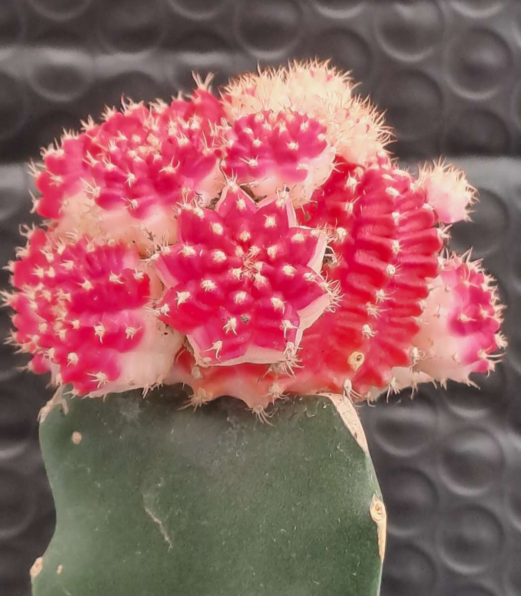 Crafted Gymnocalycium mihanovichii (Moon cactus or Ruby Ball Cactus ) (Life Plant)