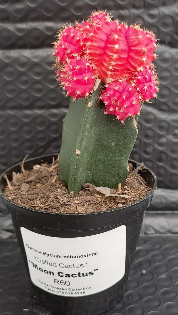 Crafted Gymnocalycium mihanovichii (Moon cactus or Ruby Ball Cactus ) (Life Plant)