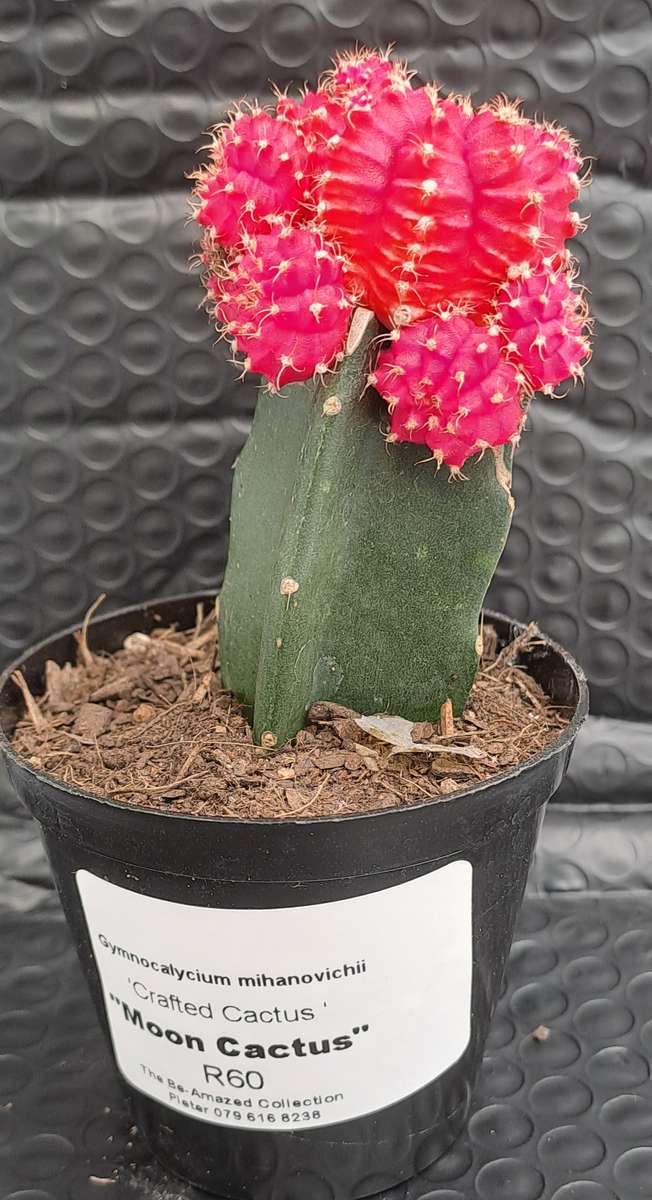 Crafted Gymnocalycium mihanovichii (Moon cactus or Ruby Ball Cactus ) (Life Plant)