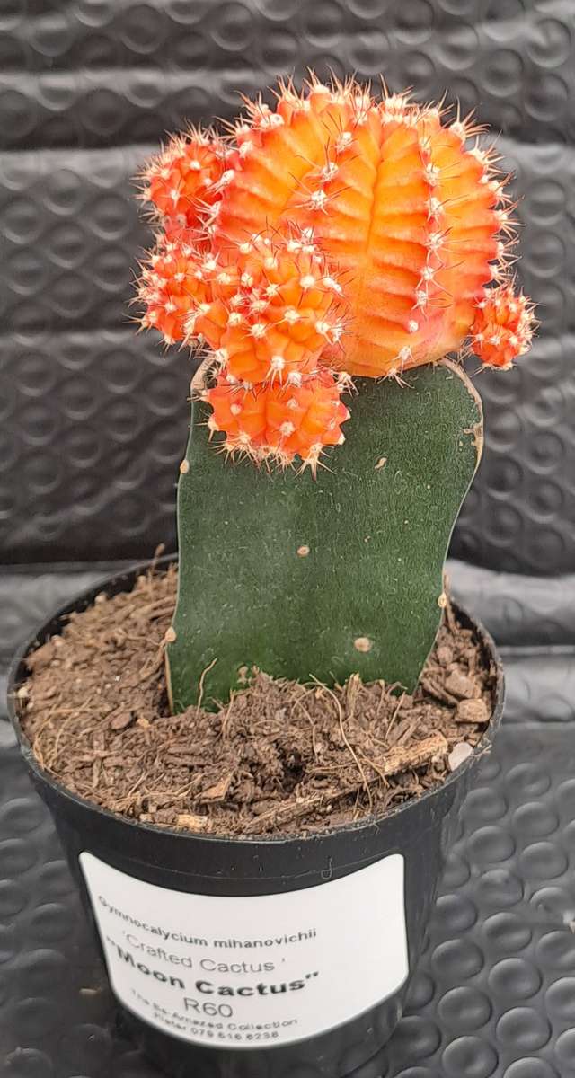 Crafted Gymnocalycium mihanovichii (Moon cactus or Ruby Ball Cactus ) (Life Plant)