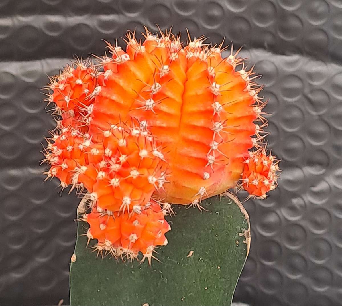 Crafted Gymnocalycium mihanovichii (Moon cactus or Ruby Ball Cactus ) (Life Plant)