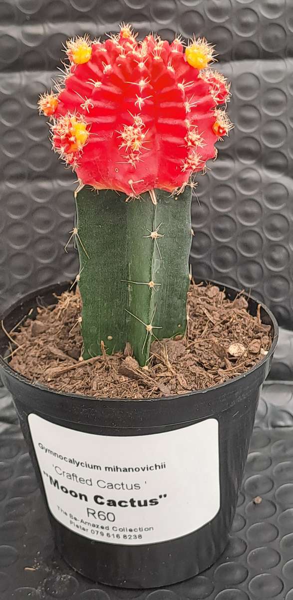 Crafted Gymnocalycium mihanovichii (Moon cactus or Ruby Ball Cactus ) (Life Plant)