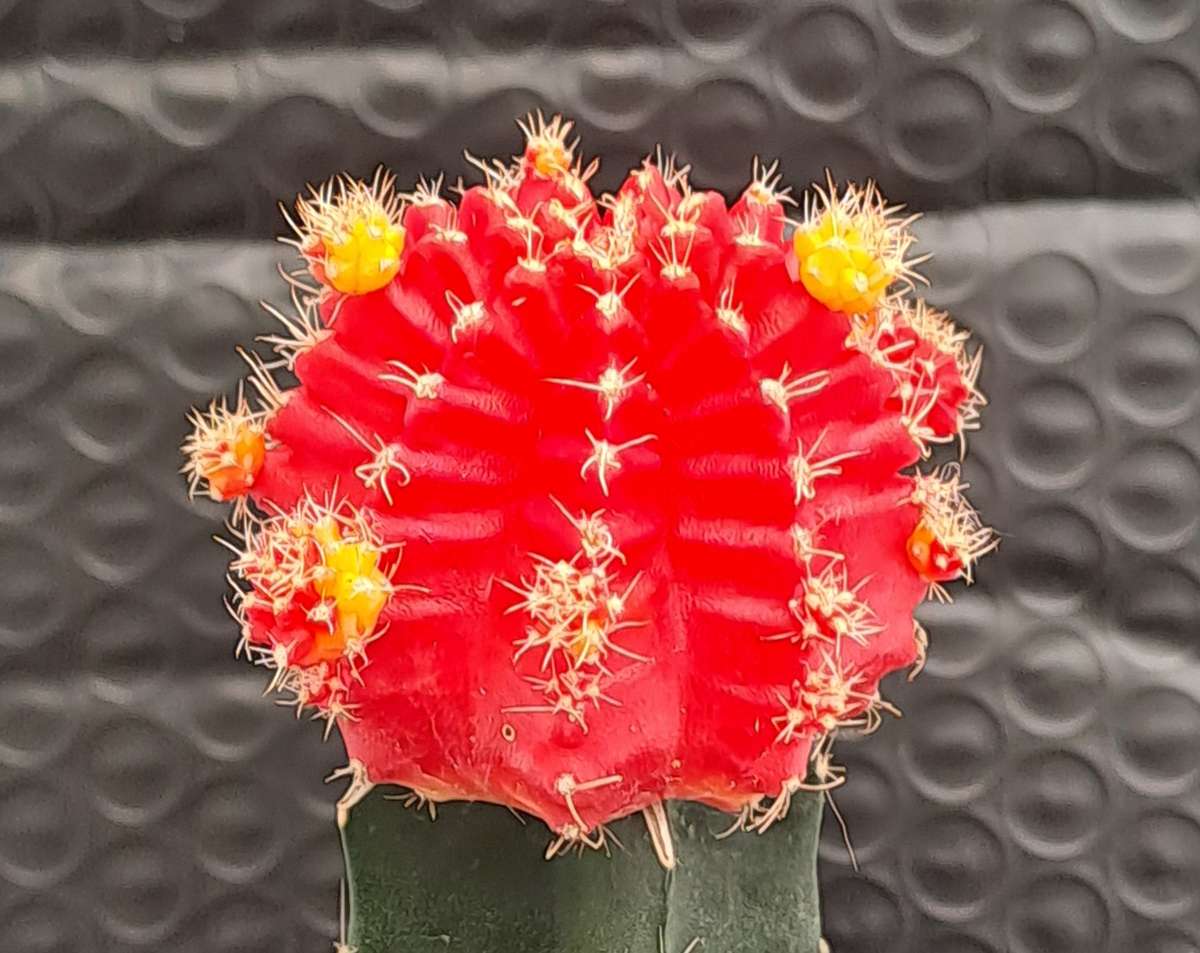 Crafted Gymnocalycium mihanovichii (Moon cactus or Ruby Ball Cactus ) (Life Plant)