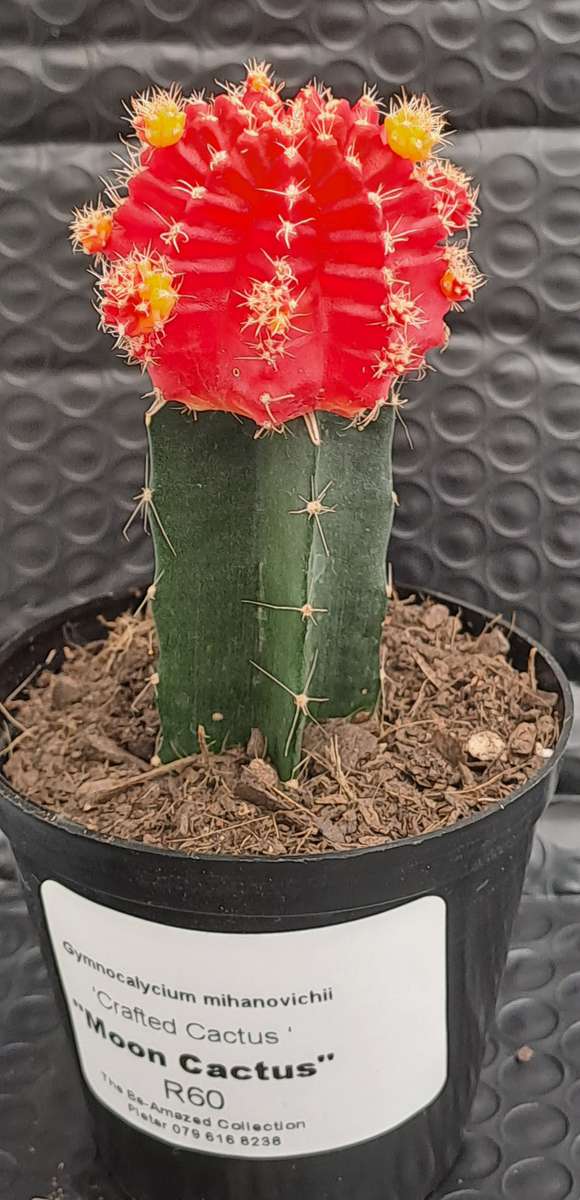Crafted Gymnocalycium mihanovichii (Moon cactus or Ruby Ball Cactus ) (Life Plant)