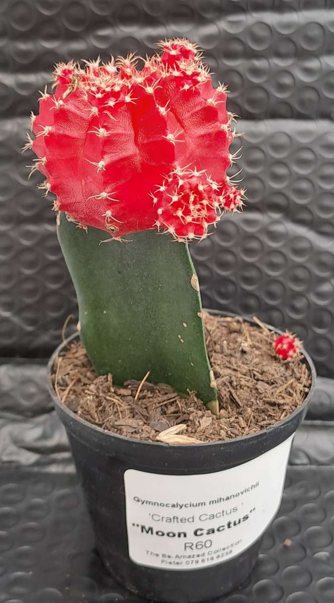 Crafted Gymnocalycium mihanovichii (Moon cactus or Ruby Ball Cactus ) (Life Plant)
