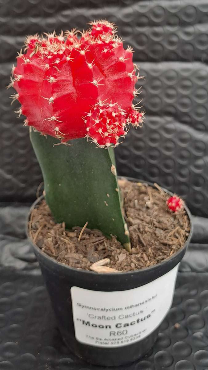 Crafted Gymnocalycium mihanovichii (Moon cactus or Ruby Ball Cactus ) (Life Plant)