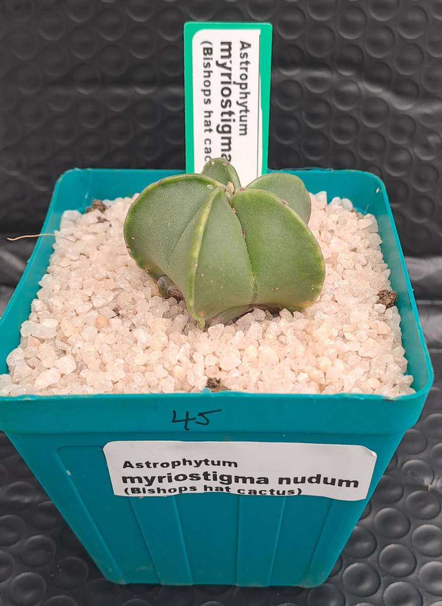 Astrophytum myriostigma var. nudum (Bishop's Cap) Free Gift with any Order)