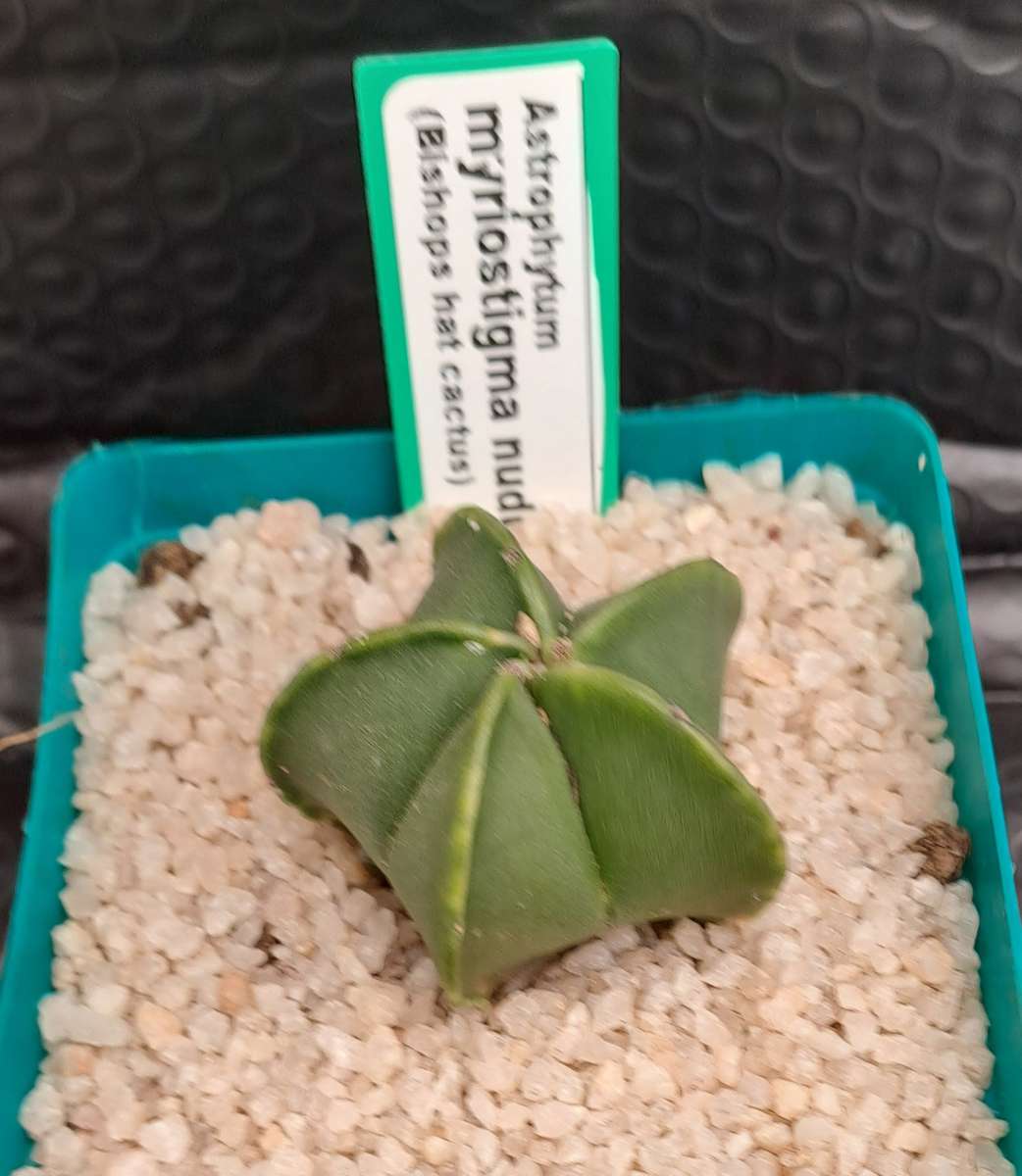 Astrophytum myriostigma var. nudum (Bishop's Cap) Free Gift with any Order)