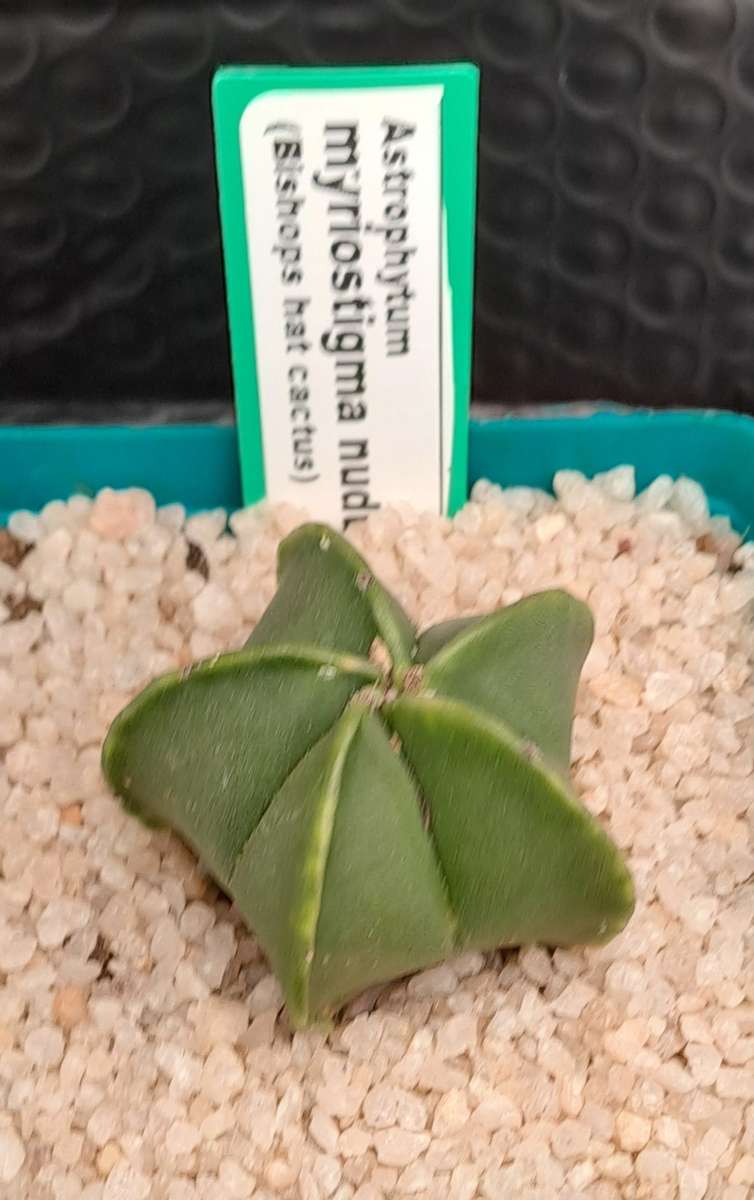 Astrophytum myriostigma var. nudum (Bishop's Cap) Free Gift with any Order)
