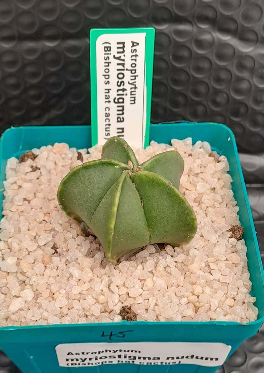 Astrophytum myriostigma var. nudum (Bishop's Cap) Free Gift with any Order)