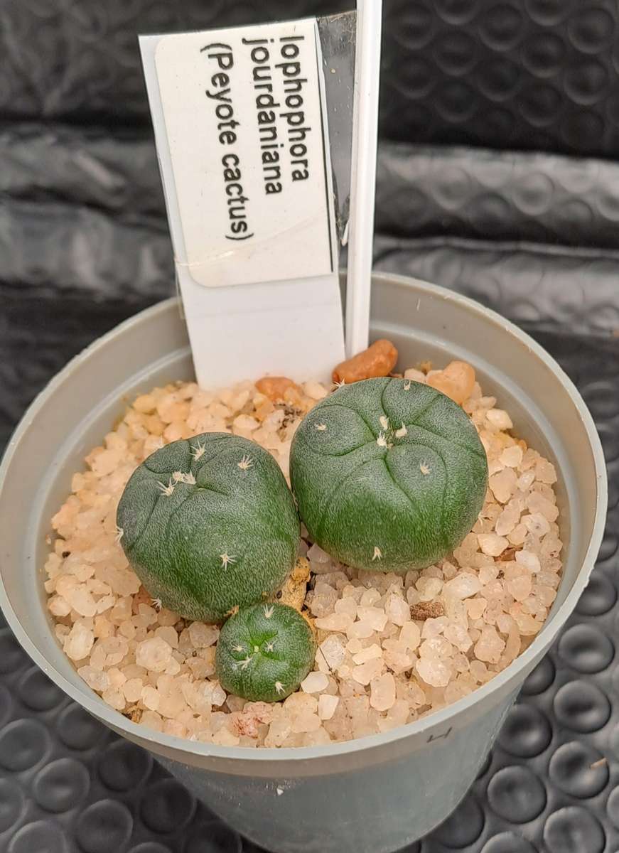 Rare!!!  Lophophora jourdaniana cluster (peyote cactus) (Free Gift with any Order)