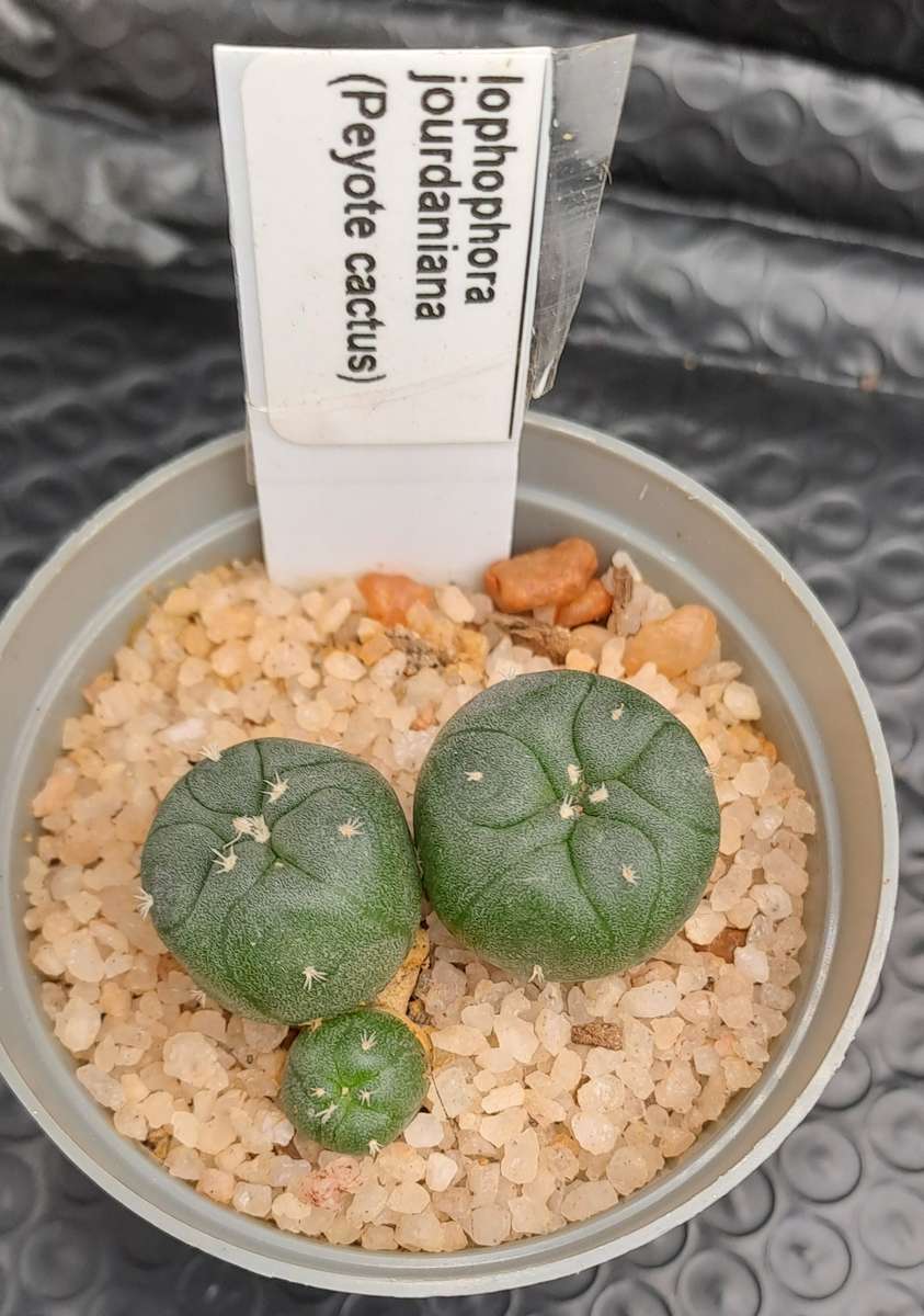 Rare!!!  Lophophora jourdaniana cluster (peyote cactus) (Free Gift with any Order)
