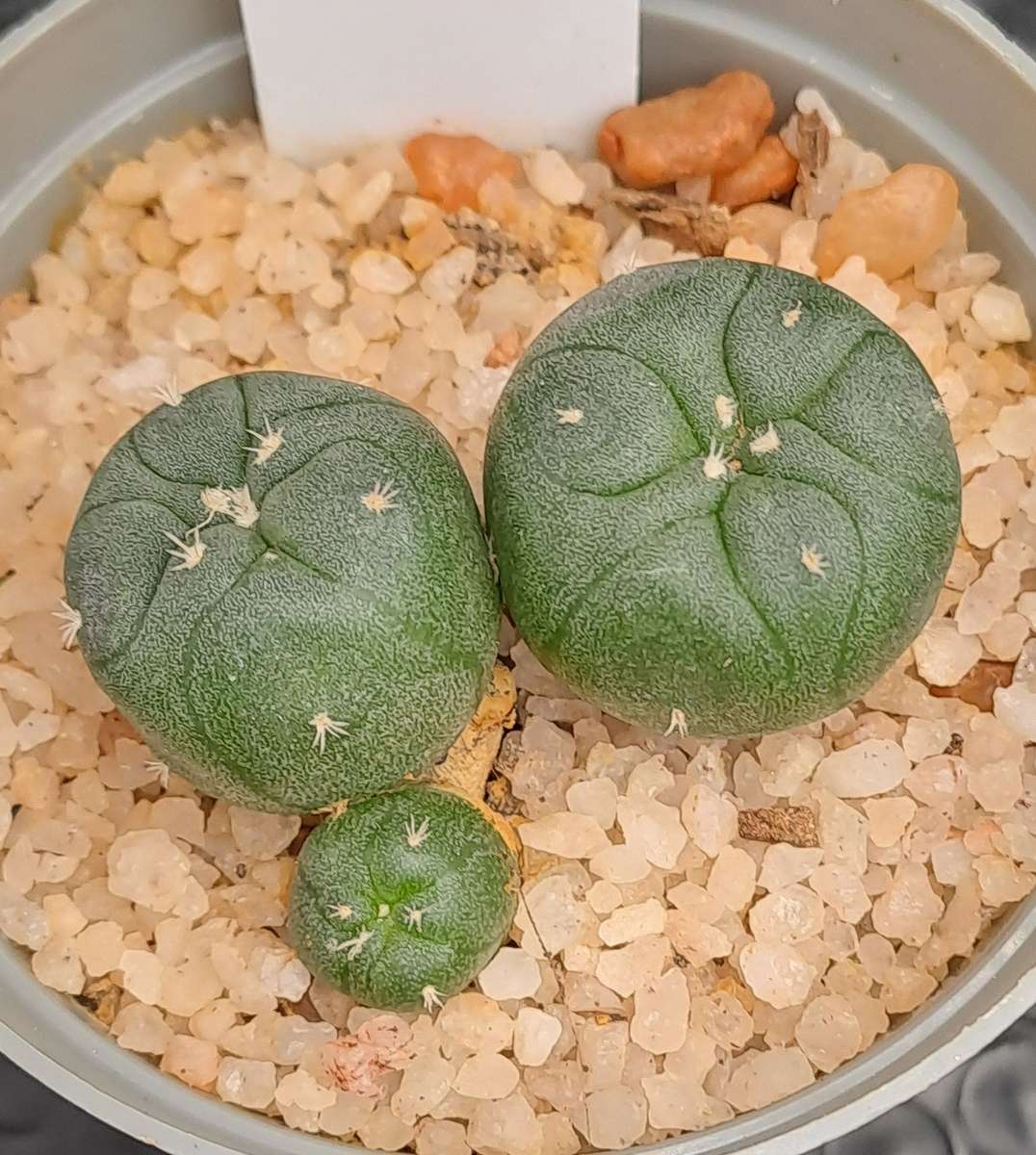 Rare!!!  Lophophora jourdaniana cluster (peyote cactus) (Free Gift with any Order)