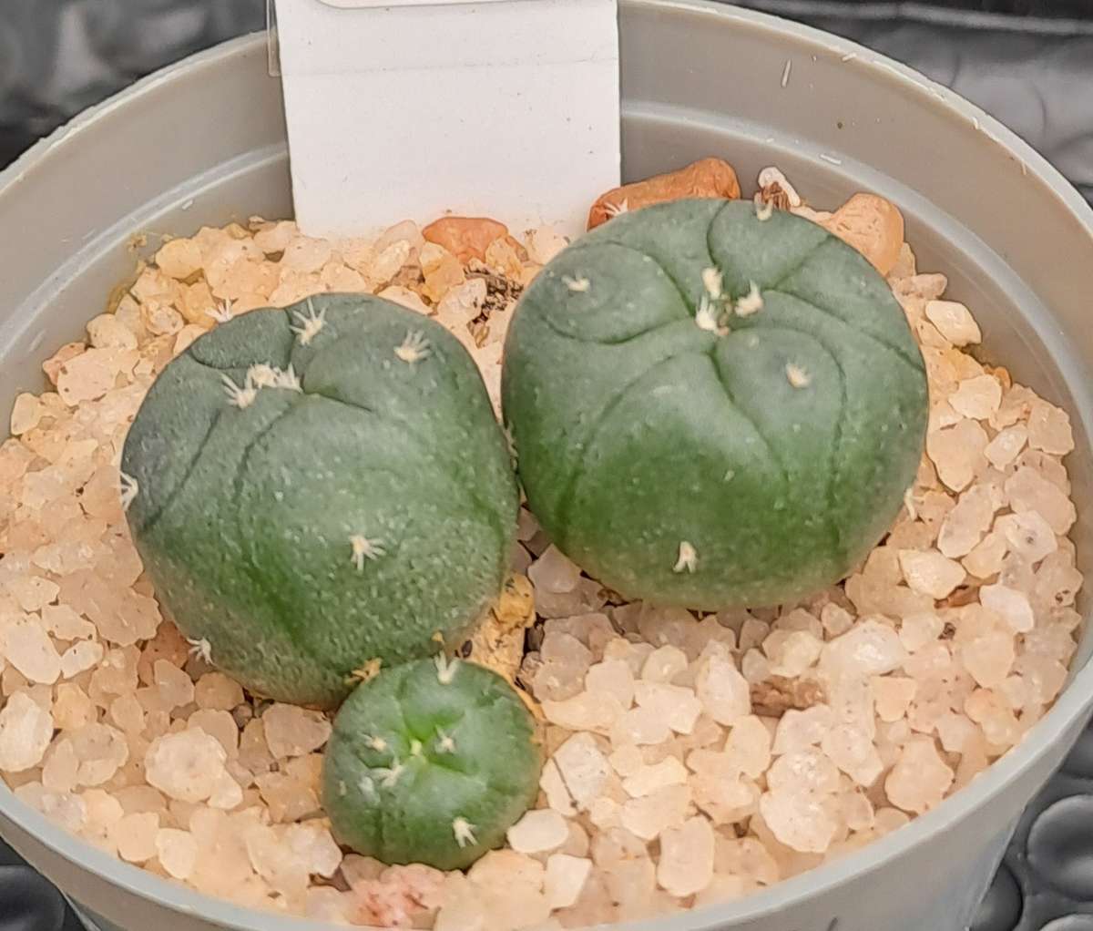 Rare!!!  Lophophora jourdaniana cluster (peyote cactus) (Free Gift with any Order)