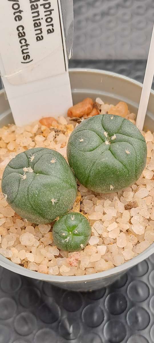 Rare!!!  Lophophora jourdaniana cluster (peyote cactus) (Free Gift with any Order)