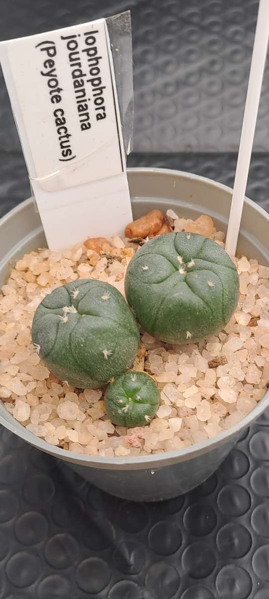 Rare!!!  Lophophora jourdaniana cluster (peyote cactus) (Free Gift with any Order)