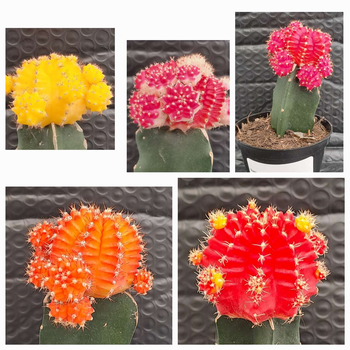 Crafted Gymnocalycium mihanovichii (Moon cactus or Ruby Ball Cactus ) (Life Plant)