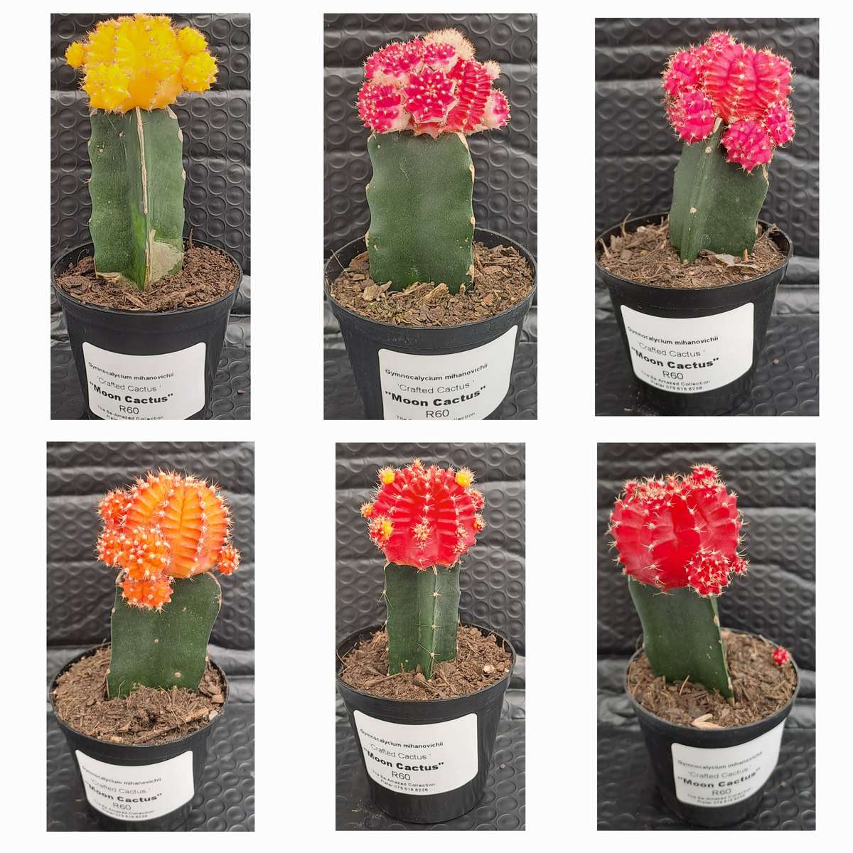 Crafted Gymnocalycium mihanovichii (Moon cactus or Ruby Ball Cactus ) (Life Plant)