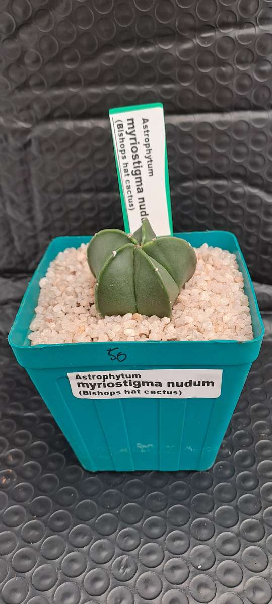 Astrophytum myriostigma var. nudum (Bishop's Cap) I will include a Free Gift with any Order