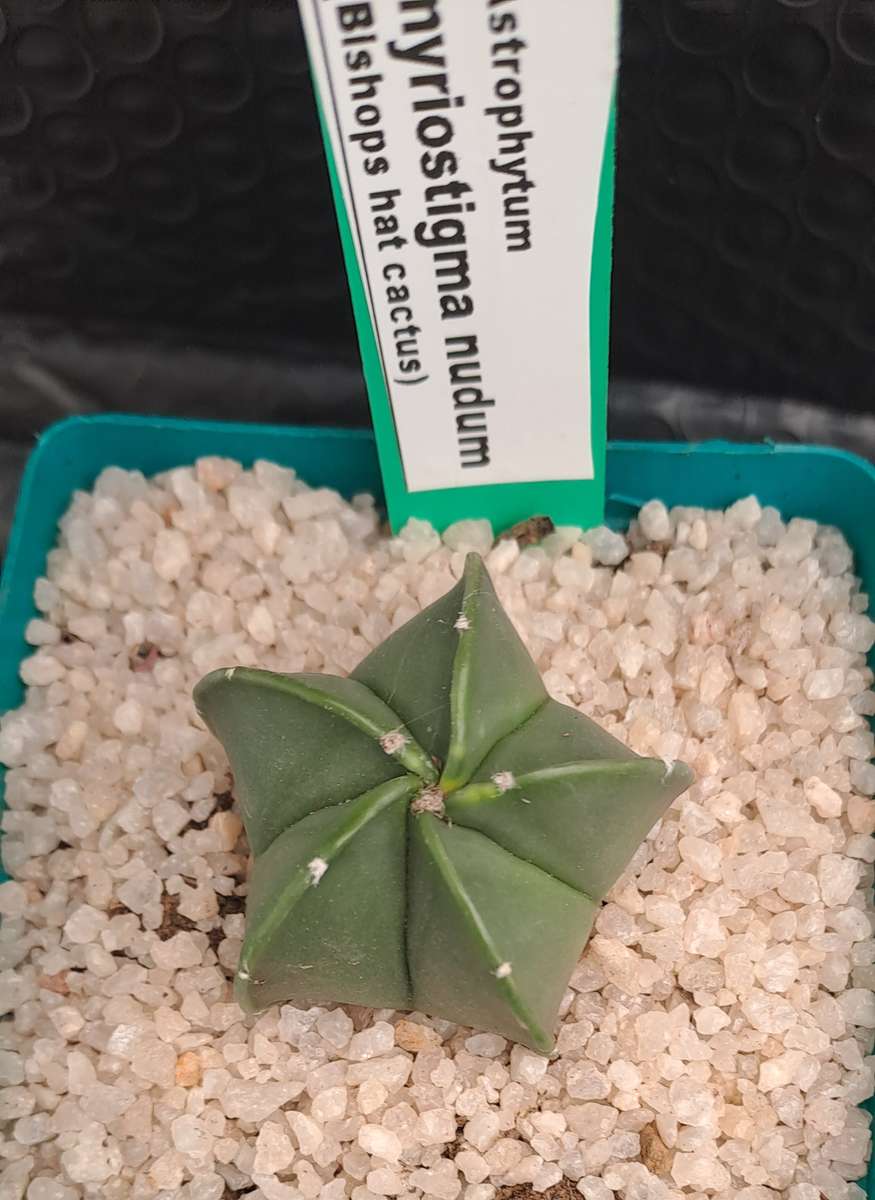 Astrophytum myriostigma var. nudum (Bishop's Cap) I will include a Free Gift with any Order