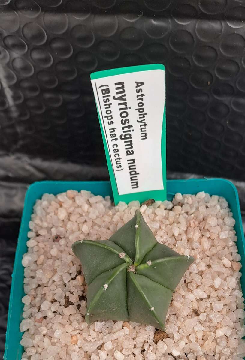 Astrophytum myriostigma var. nudum (Bishop's Cap) I will include a Free Gift with any Order