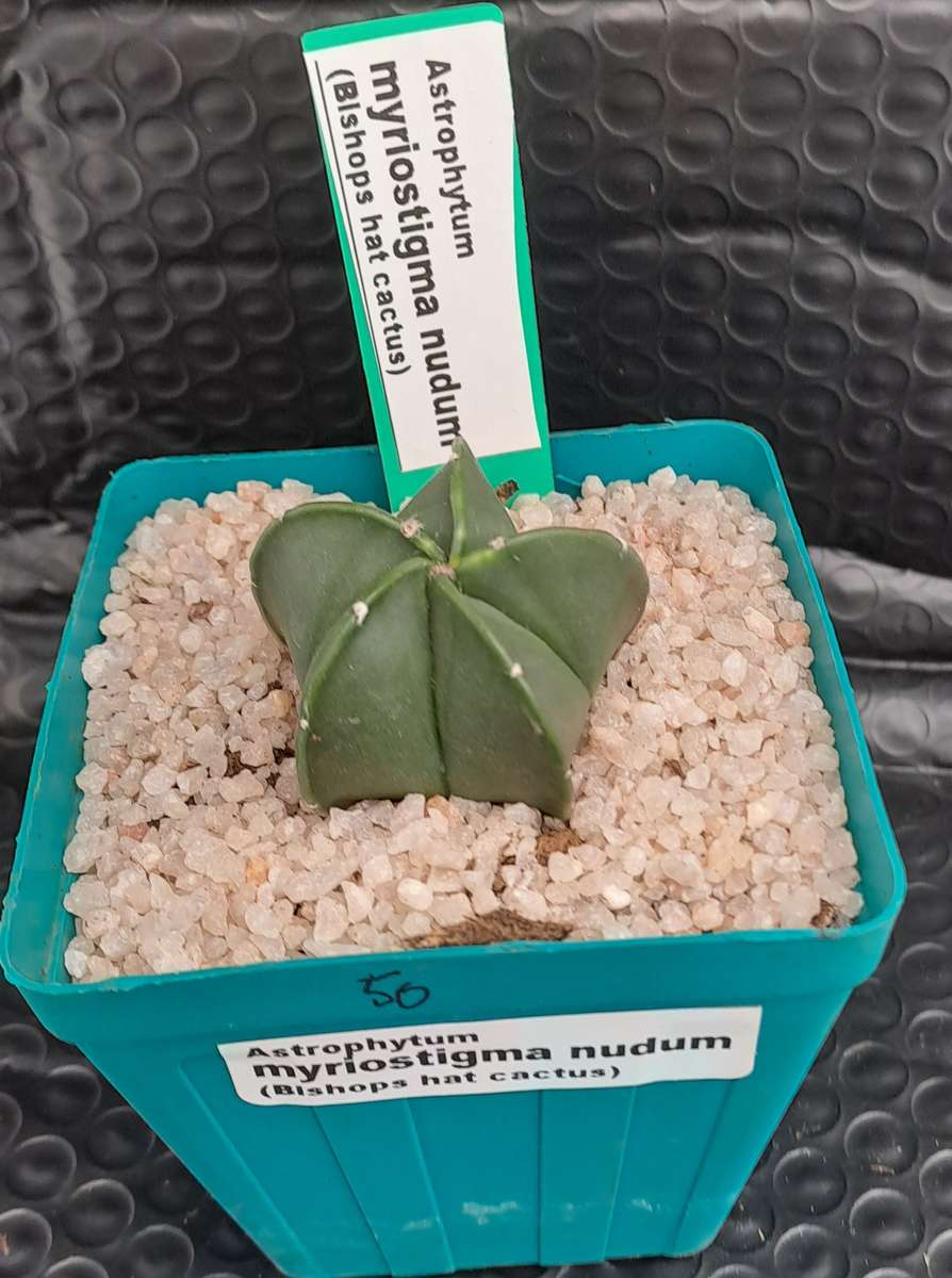 Astrophytum myriostigma var. nudum (Bishop's Cap) I will include a Free Gift with any Order