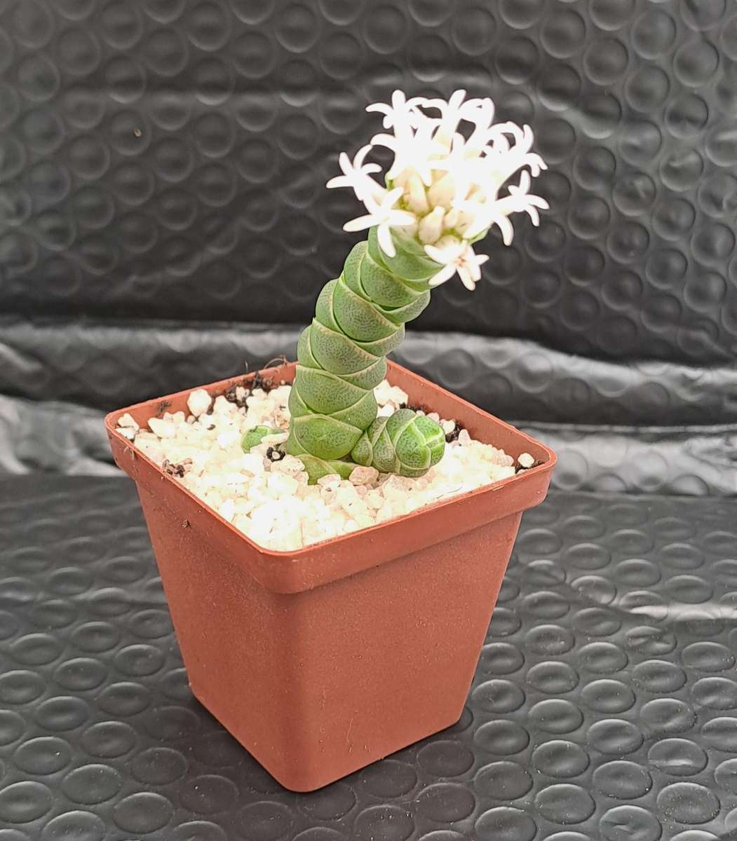 Crassula barklyi (Rattlesnake Tail)(Free Gift with any Order)