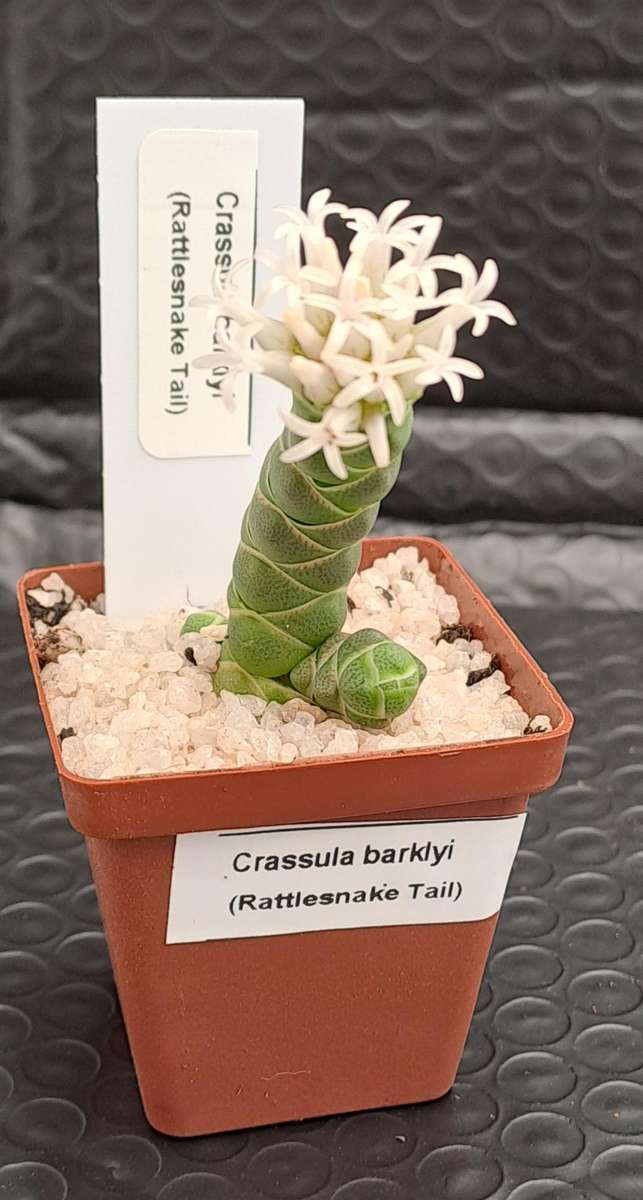 Crassula barklyi (Rattlesnake Tail)(Free Gift with any Order)