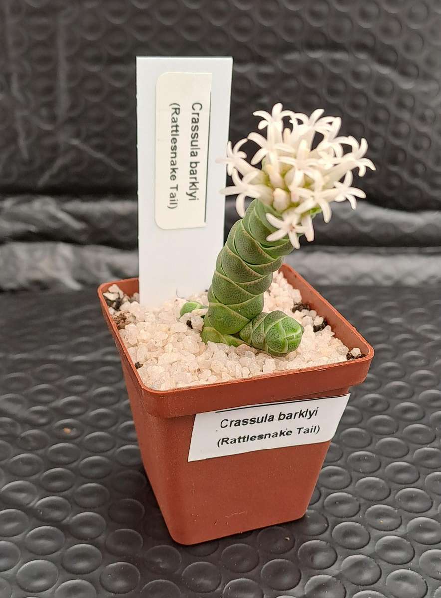 Crassula barklyi (Rattlesnake Tail)(Free Gift with any Order)