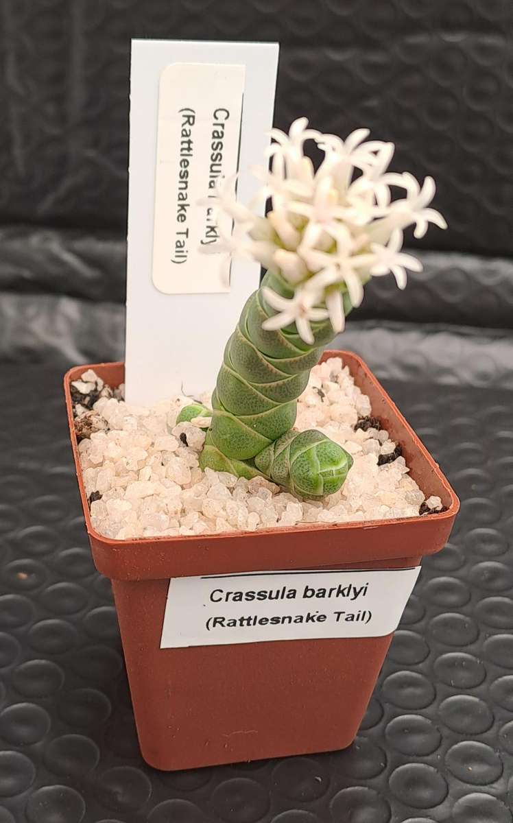 Crassula barklyi (Rattlesnake Tail)(Free Gift with any Order)