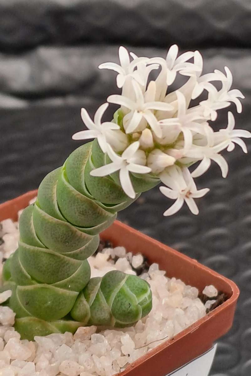 Crassula barklyi (Rattlesnake Tail)(Free Gift with any Order)