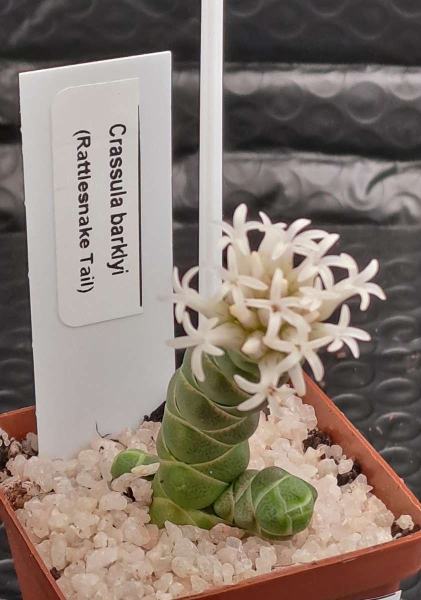 Crassula barklyi (Rattlesnake Tail)(Free Gift with any Order)