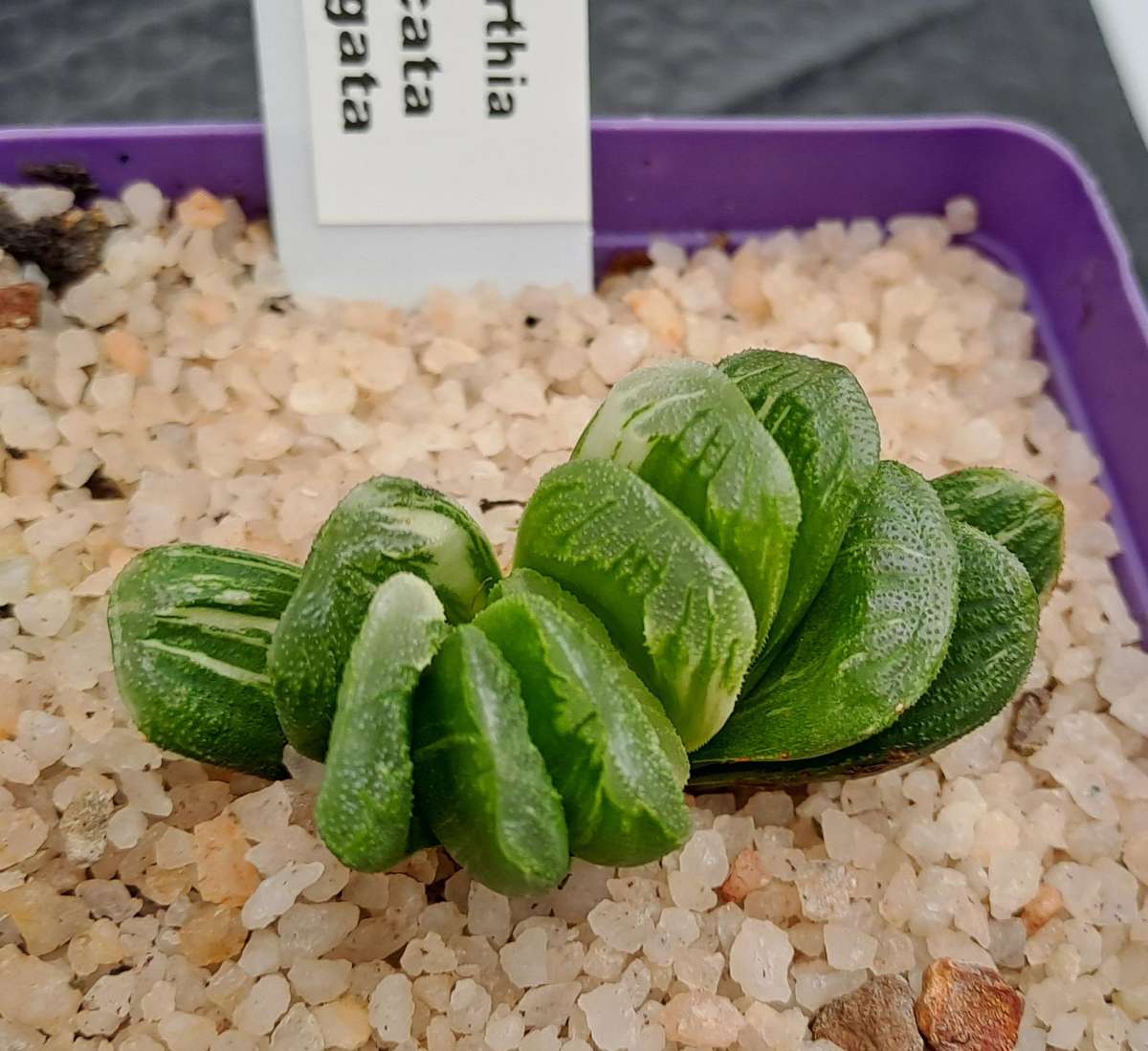 Rare!!!  Haworthia Truncata Variegata (Perde Tande)(Free Gift with any Order)