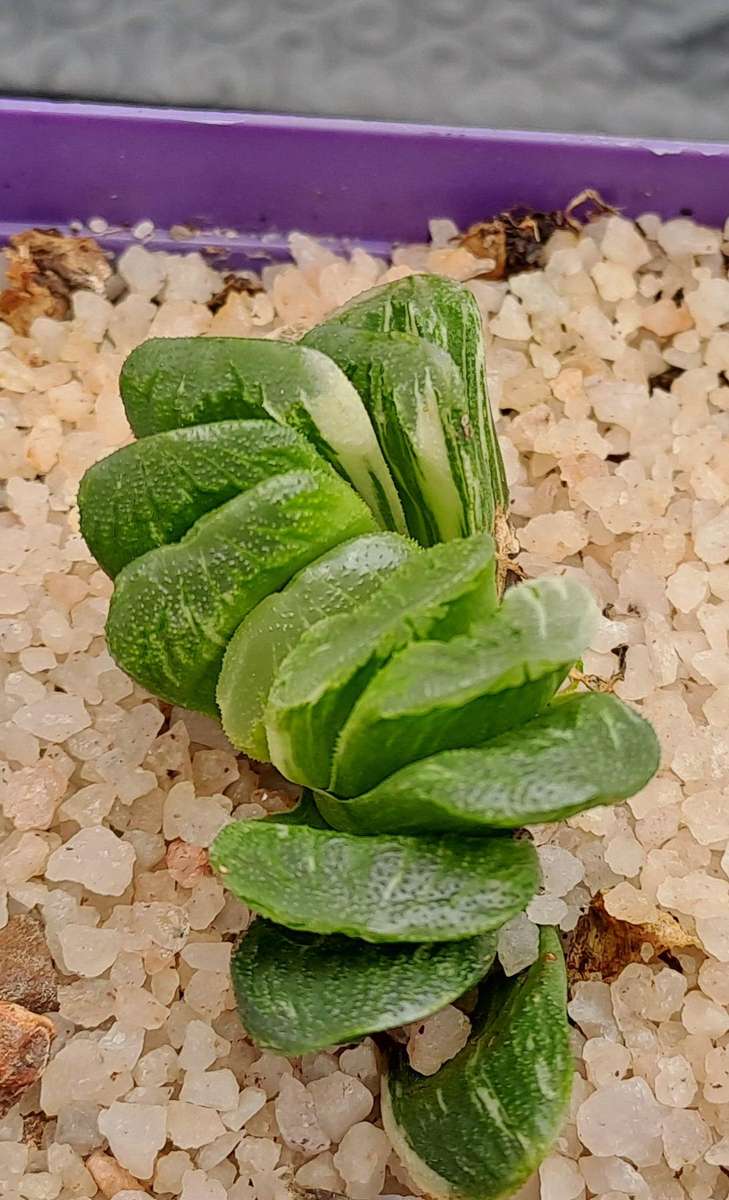 Rare!!!  Haworthia Truncata Variegata (Perde Tande)(Free Gift with any Order)