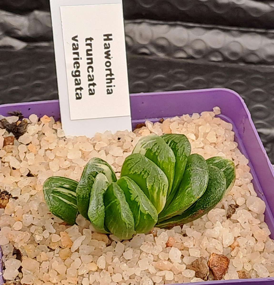 Rare!!!  Haworthia Truncata Variegata (Perde Tande)(Free Gift with any Order)
