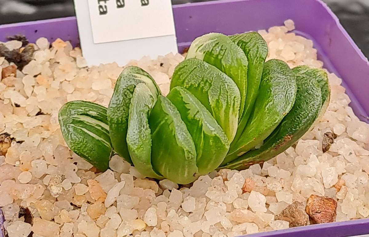 Rare!!!  Haworthia Truncata Variegata (Perde Tande)(Free Gift with any Order)