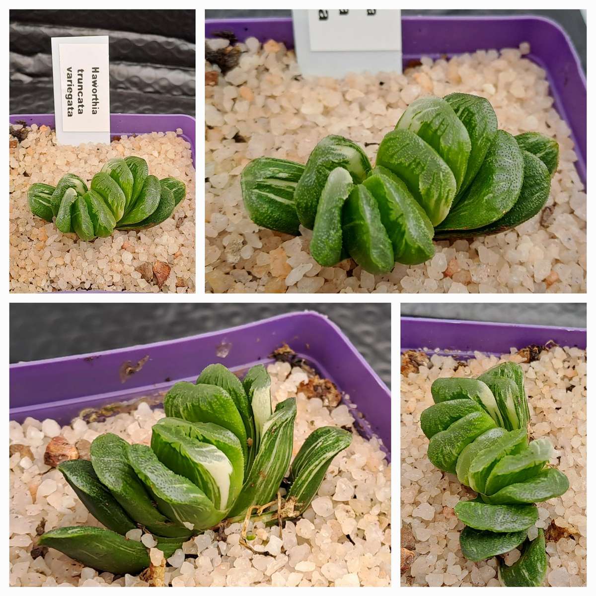 Rare!!!  Haworthia Truncata Variegata (Perde Tande)(Free Gift with any Order)