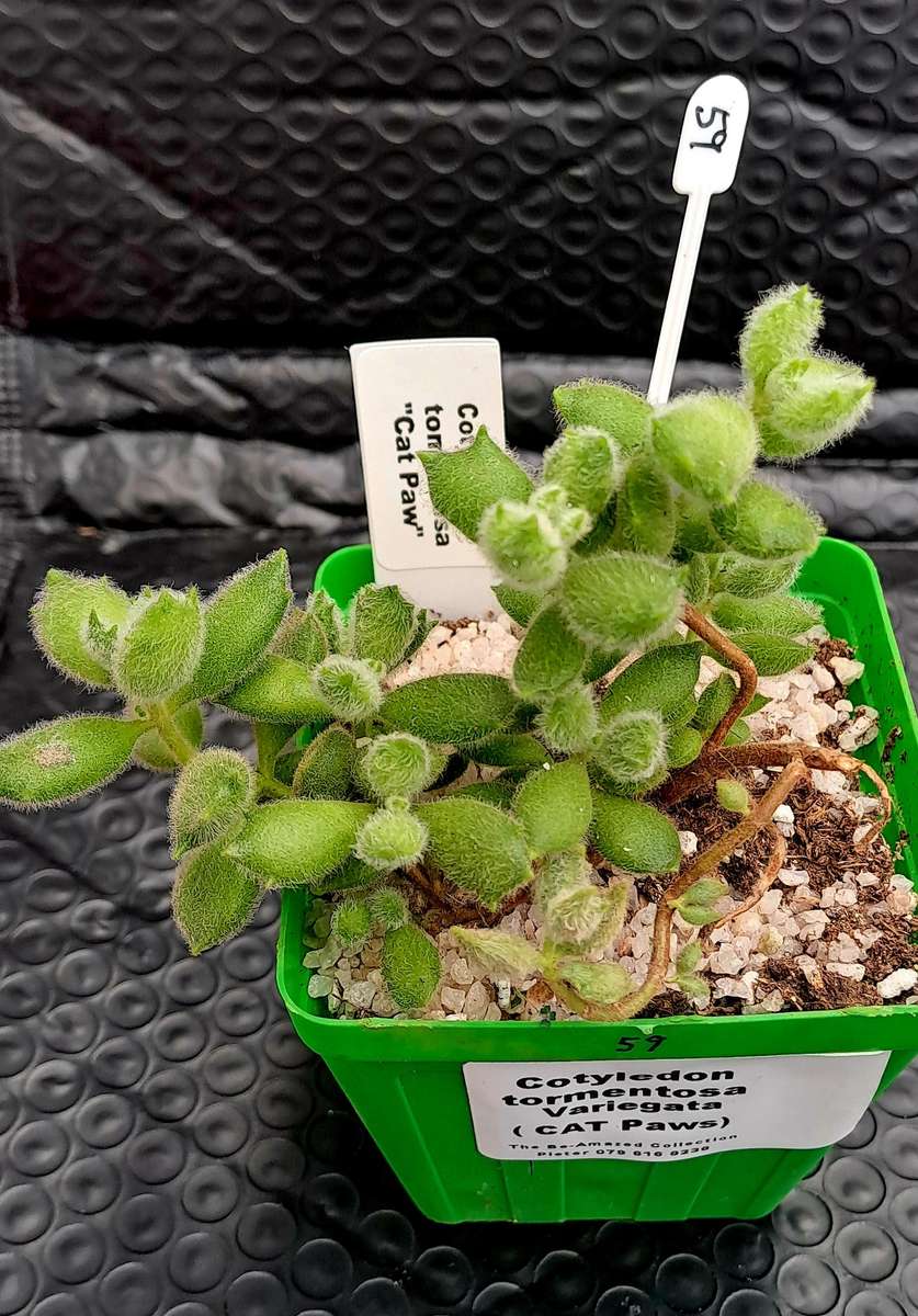Cotyledon Tormentosa Cat Paws (Live Plant)
