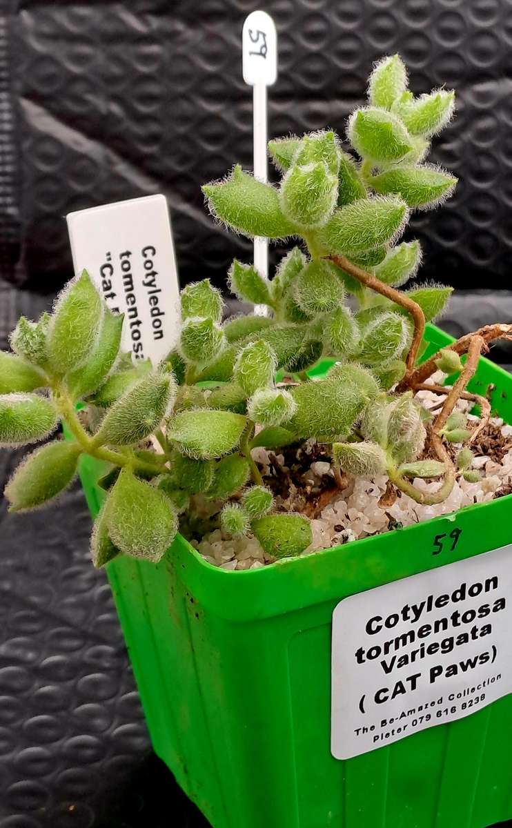 Cotyledon Tormentosa Cat Paws (Live Plant)