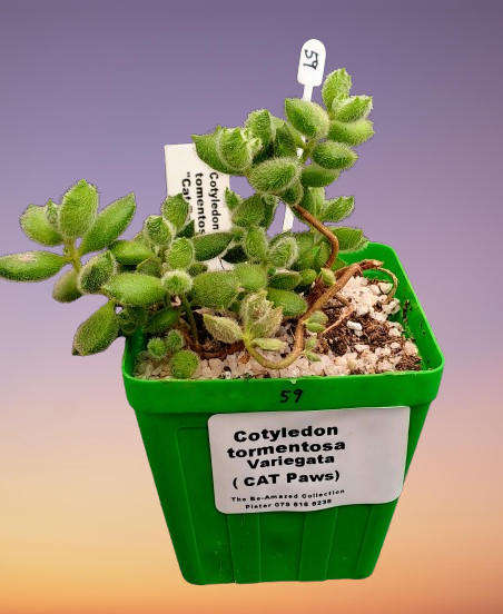 Cotyledon Tormentosa Cat Paws (Live Plant)