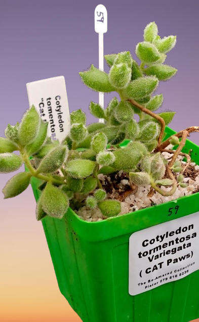 Cotyledon Tormentosa Cat Paws (Live Plant)