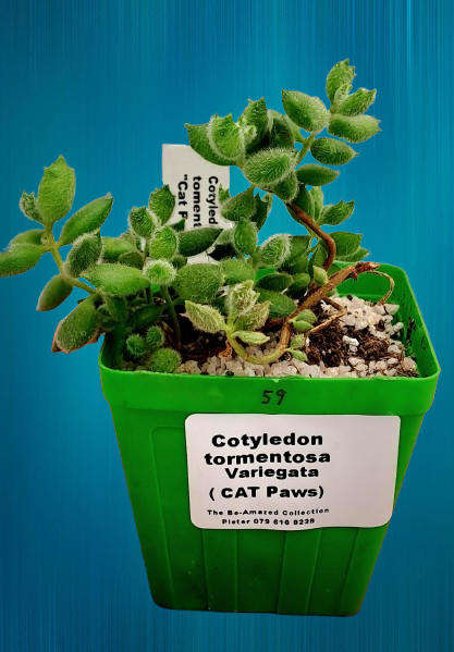 Cotyledon Tormentosa Cat Paws (Live Plant)