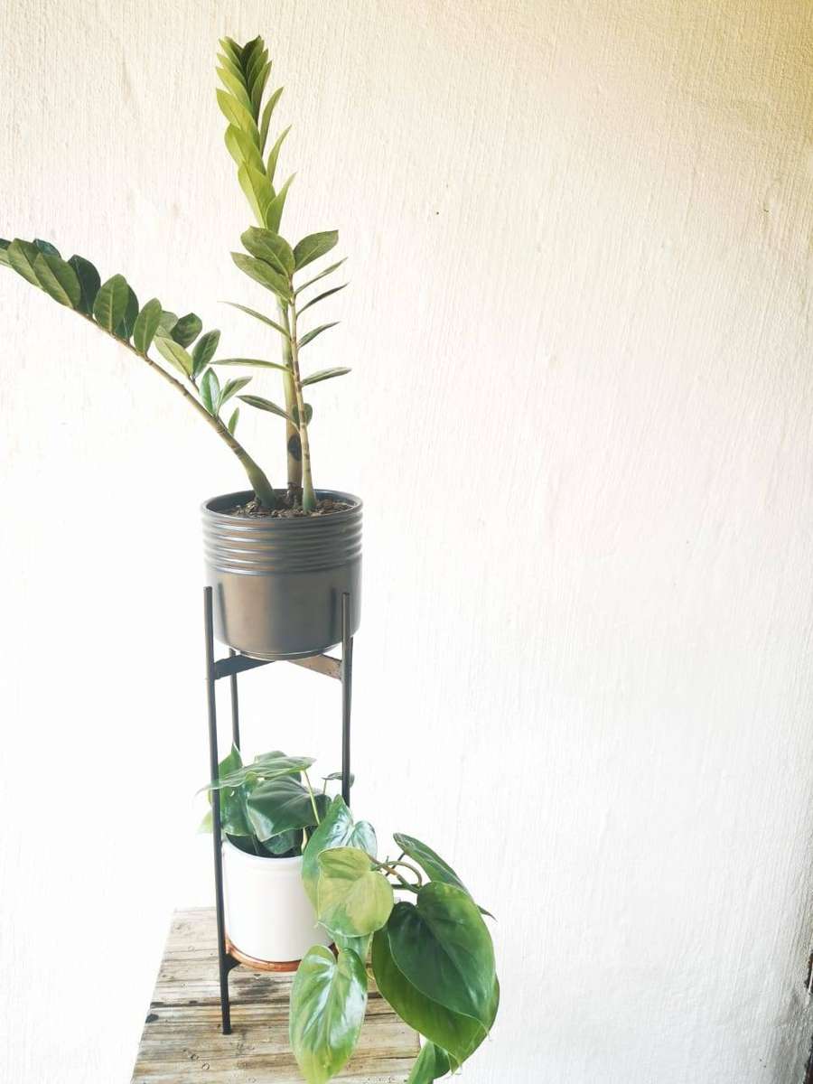 Beginners Combo #3 (ZZ plant + Brazil Philodendron)